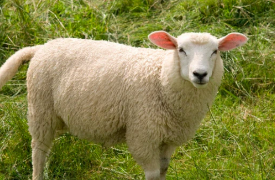 属羊人2023年全年运势详解万年历（属羊运程测算2023）