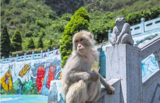 属猴今年什么时候是败月（属猴的几月份）