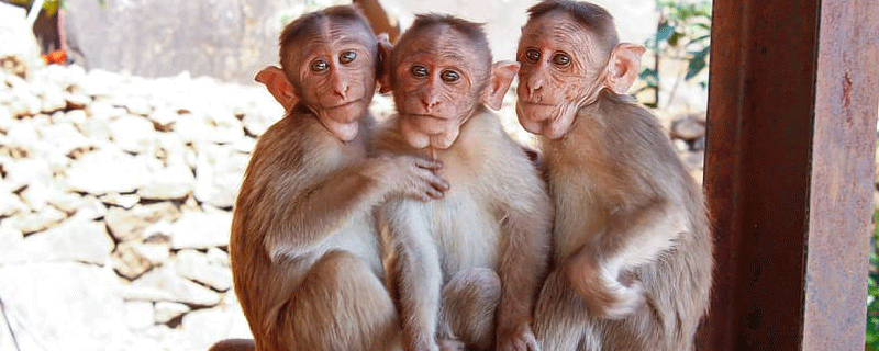 92年属猴男和92年属猴女婚姻（属猴跟猴子婚姻相配吗）