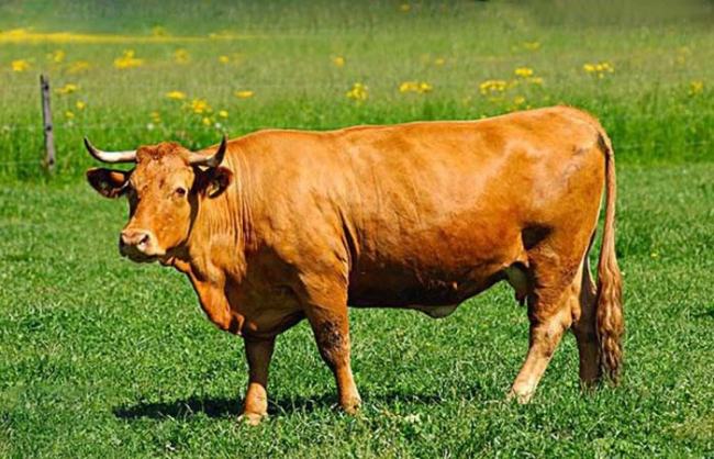 生肖牛是几年出生的（生肖牛都是哪一年生的）