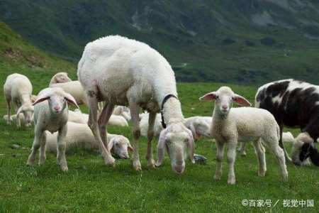 属羊的明年能喜得贵子吗（属羊的明年适合生孩子吗）