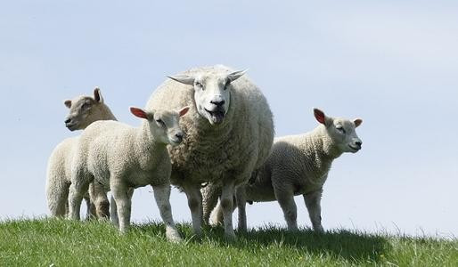 今天属羊运势（属羊人2023运势及运程）