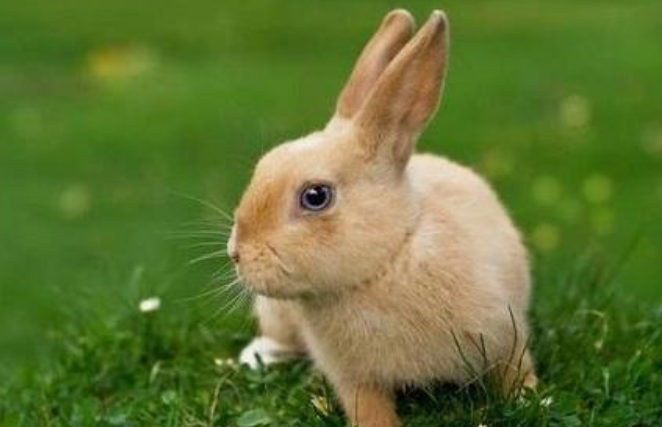 18岁属兔是零几年出生的（属兔的多少岁了哪年出生）