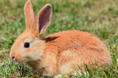 属兔的是哪一年出生的（十二生肖属兔的年份）