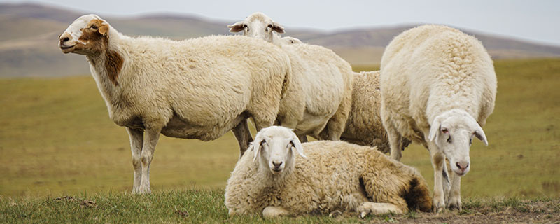属羊人与什么属性做朋友好（女属羊是几月份旺夫）