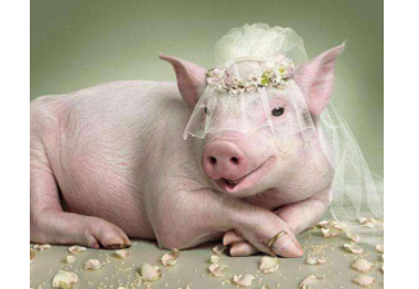 2023年属猪女爱情运势,95年属猪的2023年婚姻怎么样