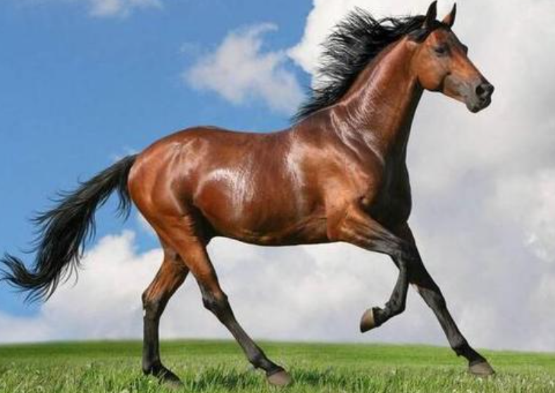 属马的今年运气如何57岁,54年属马的能活多少岁