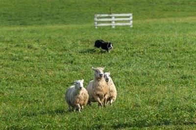 羊是哪一年的生肖,羊与什么生肖相合