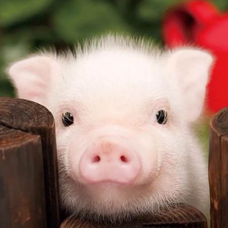 属猪的人生在几月份最好,属猪人几月出生命运最好