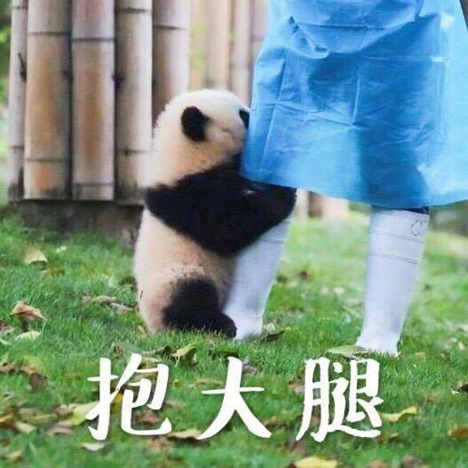 双子座和狮子座的关系,双子座遇到狮子座会怎样