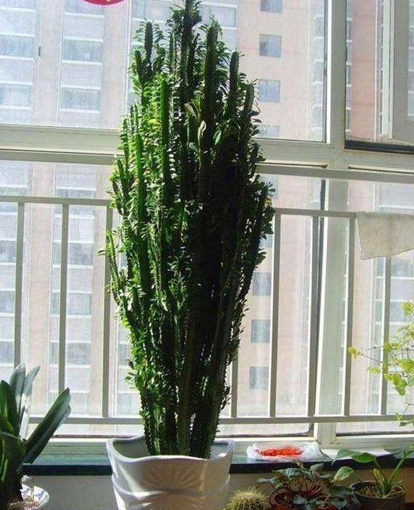 绿色招财植物,客厅放什么植物旺财
