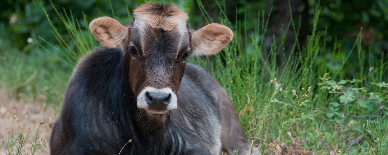 牛和哪个属相是三合,牛和牛属相合不合