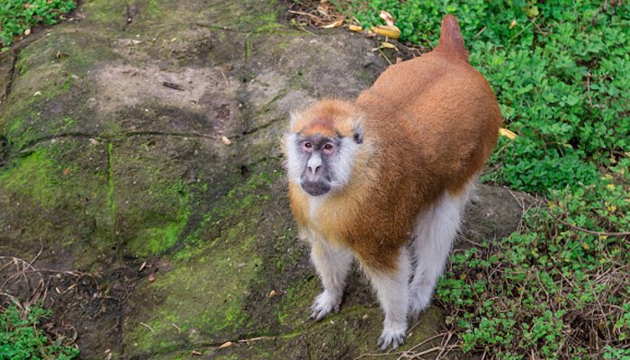 属猴子多少钱,属猴分别是今年多少岁