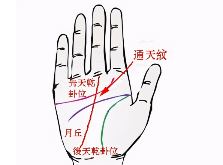 通天纹手相什么样子,事业较成功女人手相