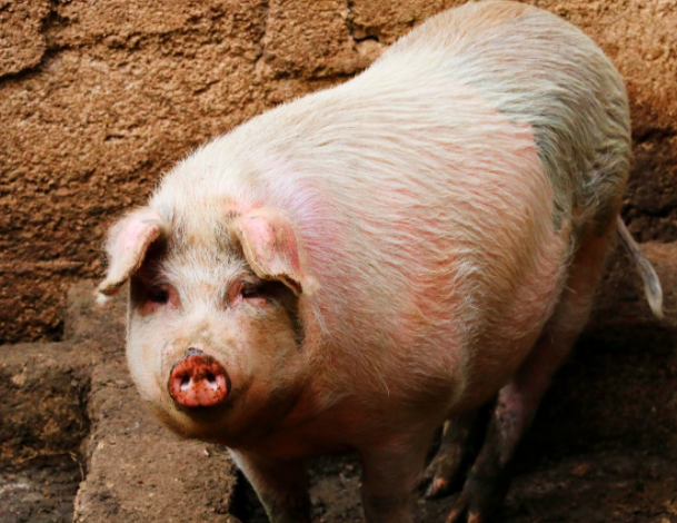 属猪1947年出生的是什么命,1947年属猪人的寿命78岁