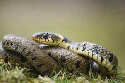 属蛇的出生年月及年龄,属蛇的分别是多少岁