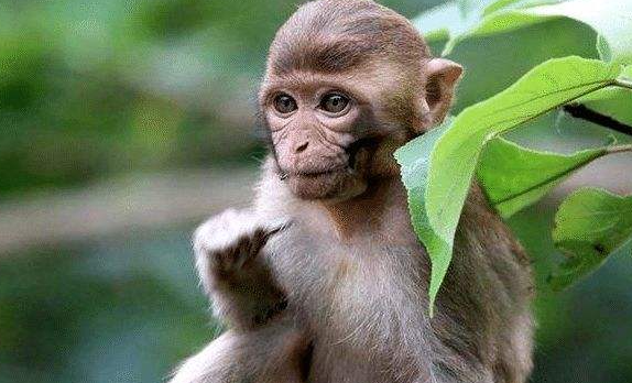 属猴的都有哪年出生的,属猴人出生12个月12种不同命