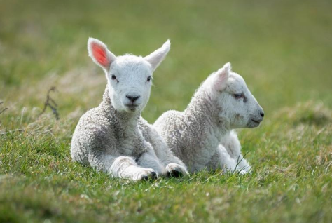 属羊的人是几几年出生,属羊的都是几几年的