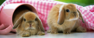 属兔的都是几几年生的出生啊,属兔的分别是几几年的