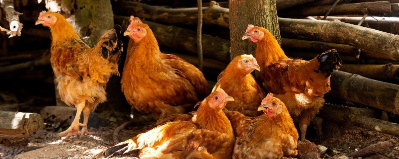 与属鸡相害是什么意思,属鸡的命是一等命