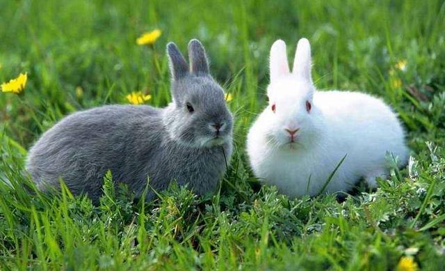 属兔的和属什么的最合适在一起,属马和属兔的婚姻如何