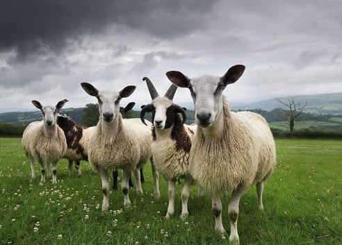 属羊的今年多少岁1967年1月29,属羊的历月是几月份