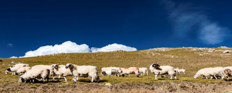 三月份的属羊女的柯南,属牛和什么属相最配