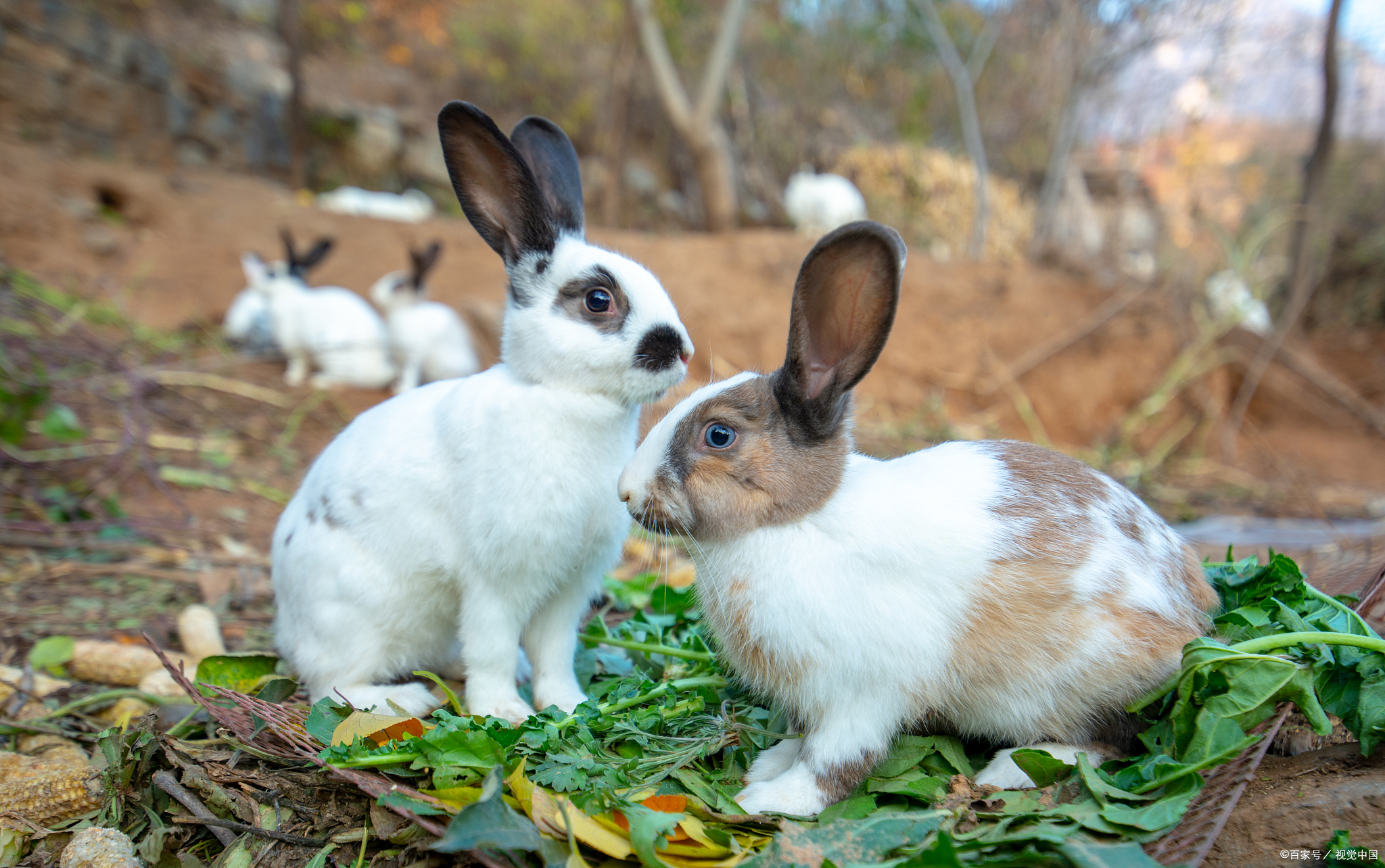 兔和马相冲在2023年会离婚吗,属兔和属鼠相刑严重吗