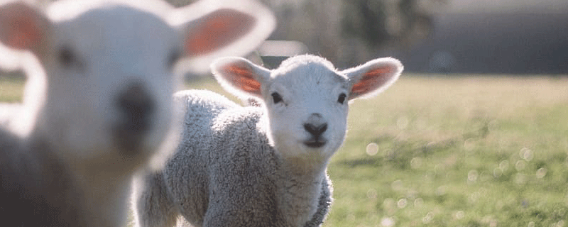 属羊人如何对待经常指使自己的人,属羊的男人对待感情是怎样的