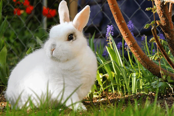 属兔哪个月份出生比较好,属兔和什么属相最配