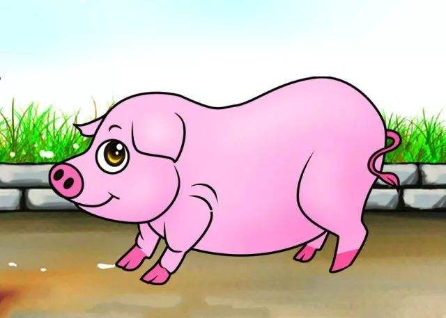 生肖猪有几岁,属猪的岁数分别是多少岁