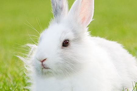 属兔是哪年出生的兔,1987年属兔的最佳配偶