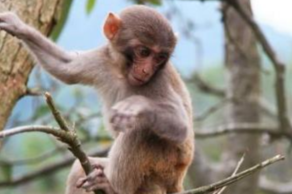 属猴出生寅时,属猴人出生12个月12种不同命
