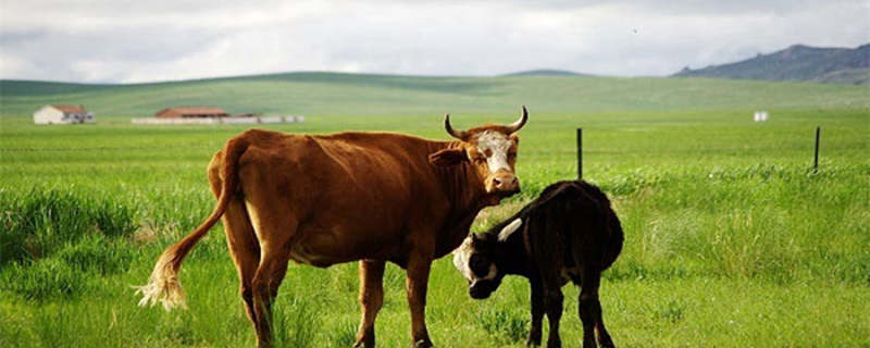 2023年农历6月属牛是什么命,1985年腊月属牛是什么命