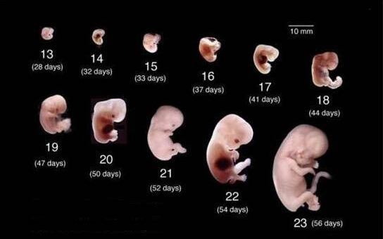 排卵期同房后多久可以测怀孕,1980年属猴适合住什么楼层