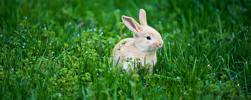 属兔的生肖今年多少岁了,十二生肖属兔的今年多少岁