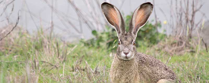 三月属兔运势,75年属兔是什么命