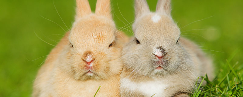 生肖兔和什么生肖兔,哪个属相旺兔