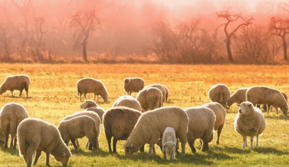 67年羊人在2023年的运程,属羊人2023年每月运势