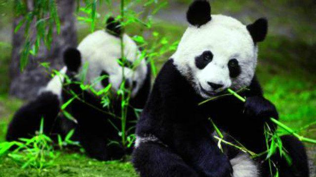 周公解梦熊猫爬树掉下来,十二生肖算命2023