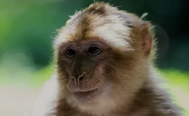 猴年出生的人2023年运程猴,属猴人近十年运势