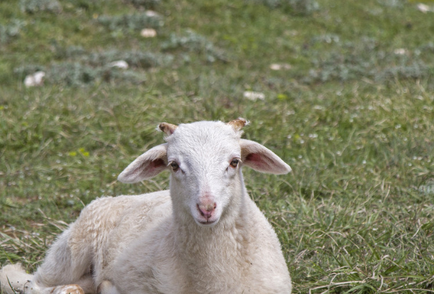 周公解梦大全查询梦见羊是什么意思,周公解梦大全梦见动物