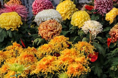 属牛的人幸运花是什么,73年属牛的幸运花是什么花