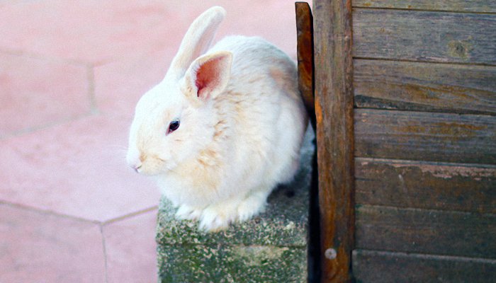 兔子今天财运如何,今天生肖兔财运如何