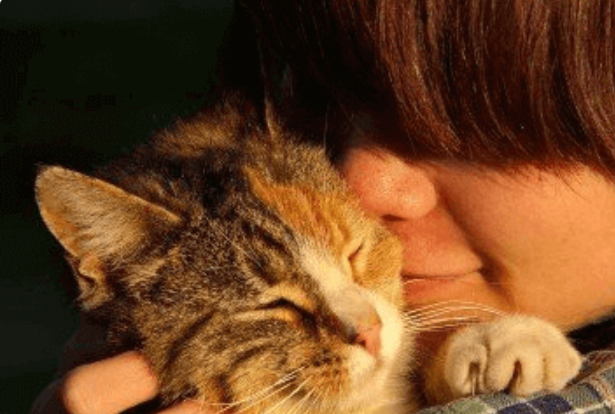 给猫取一个招财的名字,财运旺的名字大全