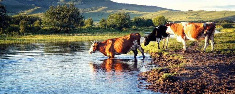 属牛的生到几月份比较有福气,属牛的几点出生最命苦