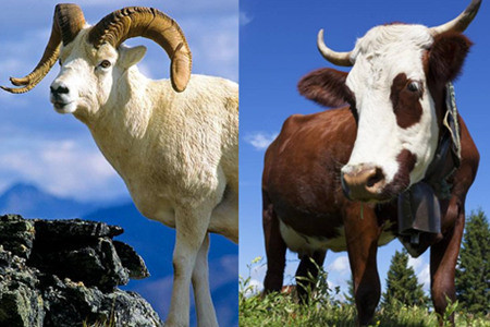 属牛和属羊在一起怎么化解,属牛和属羊的婚姻怎么化解