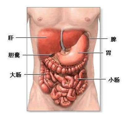 八字骨下面是什么部位,算卦免费婚姻