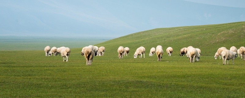 属羊的人能活多少岁,1991年属羊最终寿命