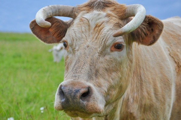 属牛的2月出生好吗,农历二月属牛人的命运如何